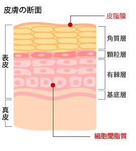皮膚の断面図